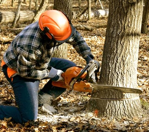 Tree Removal in Greenville, IN